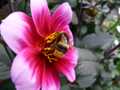 Dahlia bee